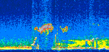 /calipso-imagery/data/BROWSE/production/V5-00/2007-08-01/2007-08-01_09-11-13_V5.00_2_thmb.png image missing